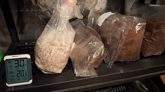 How to Properly Store Beetle Substrate