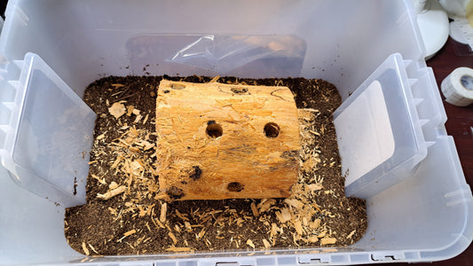 How to Induce Stag Beetles to Lay Eggs using breeding logs