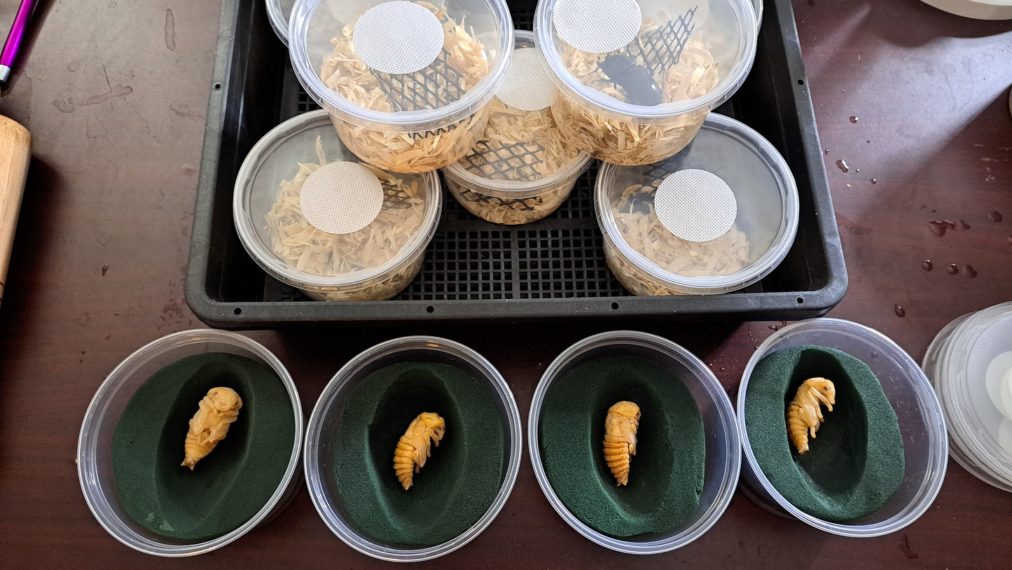 Dorcus titanus yasuokai