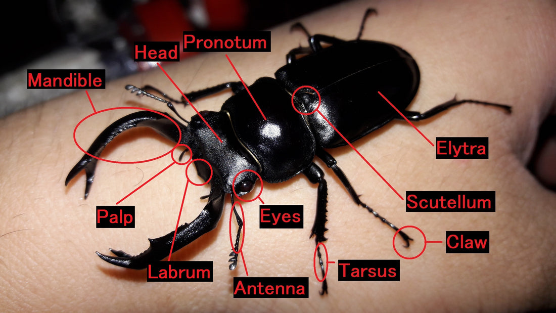 📌 About beetles and terminology