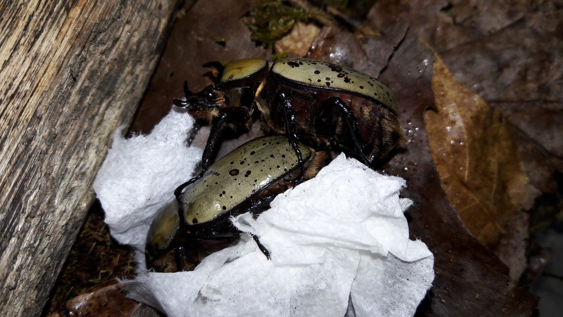 How to Mate (Pair) Your Beetles