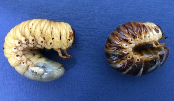 Common Larval Diseases