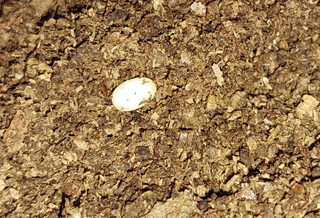 How to Tell if Your Eggs Are Fertilized or Not