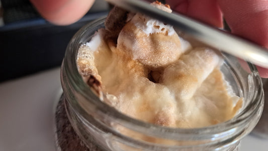 How to Make Kinshi (Mycelium Substrate)
