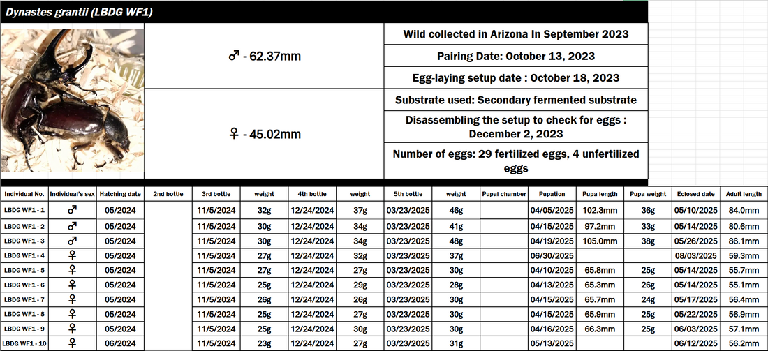 Dynastes grantii - 1st Breeding Record