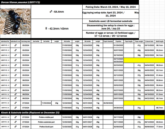 Dorcus titanus yasuokai (LBDTY F2)