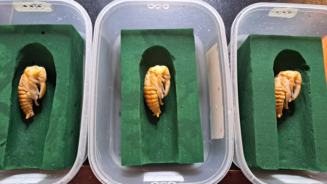 How to Make an Artificial Pupal Chamber