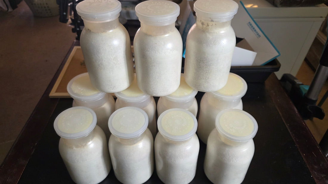 How to Make Secondary Mycelium (Re-Cultured Kinshi)