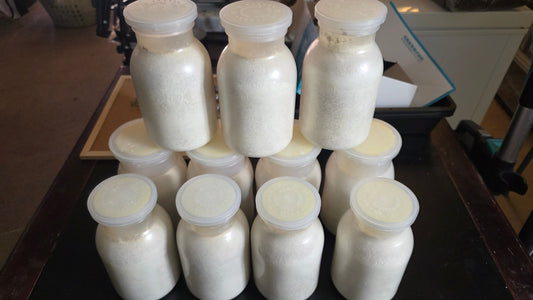 How to Make Secondary Mycelium (Re-Cultured Kinshi)