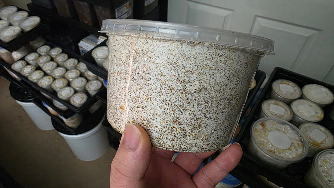 How to make Kinshi