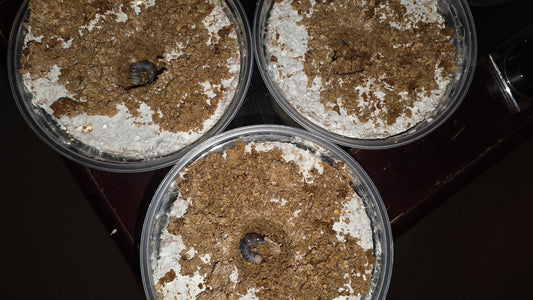 How to use Kinshi properly