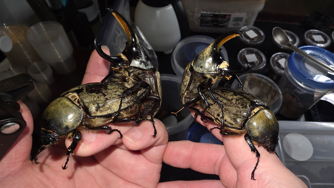 How to Mate (Pair) Your Beetles