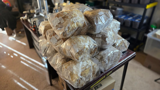 How to make re-cultured Kinshi