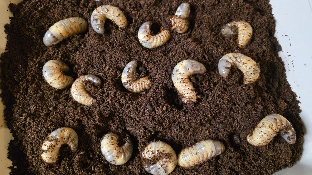 About Flake soil – LB Insect Supply