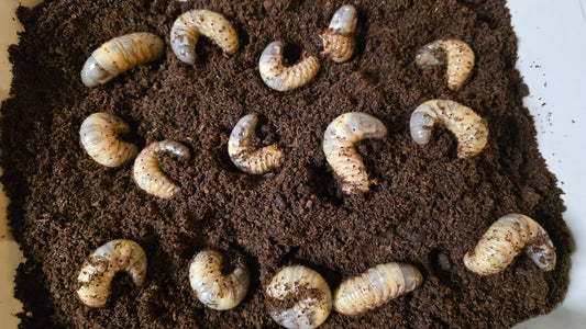 Relationship between larval frass and the substrate