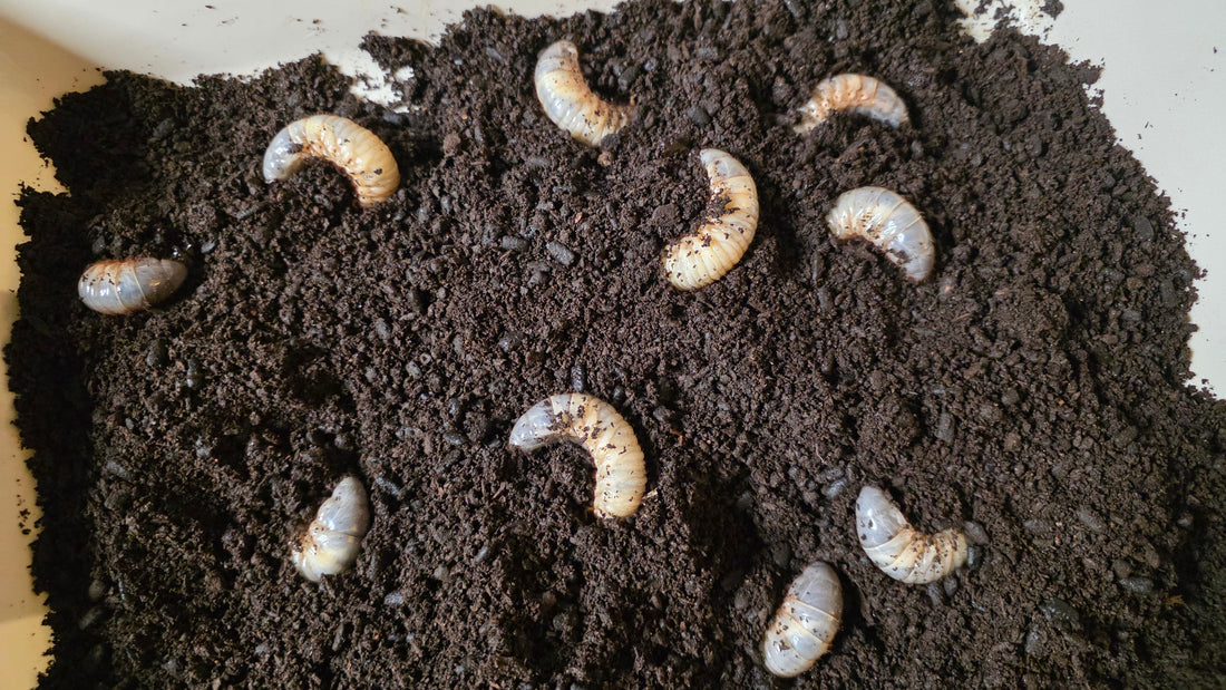 📢 Exchange Your LB Points for Rhino Beetle Larvae!