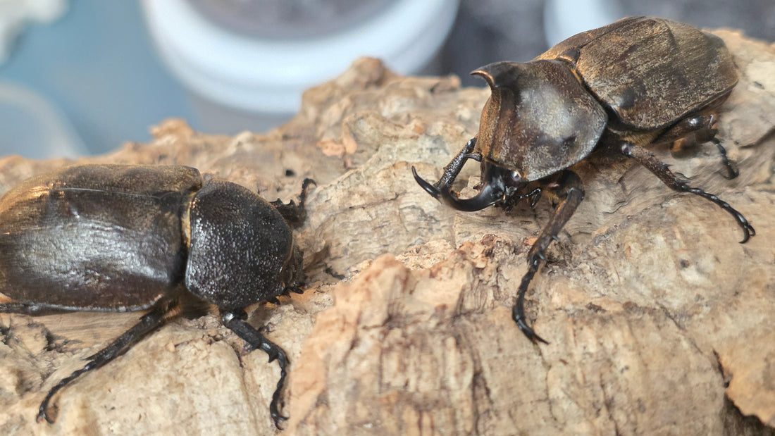 Allomyrina pfeifferi  - 1st Breeding Record