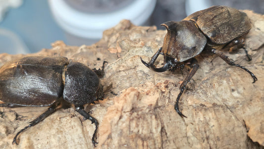 Allomyrina pfeifferi  - 1st Breeding Record