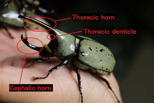 Beetle Terminology