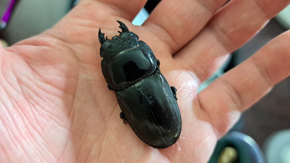 Dorcus Signature Dorcus titanus yasuokai – LB Insect Supply