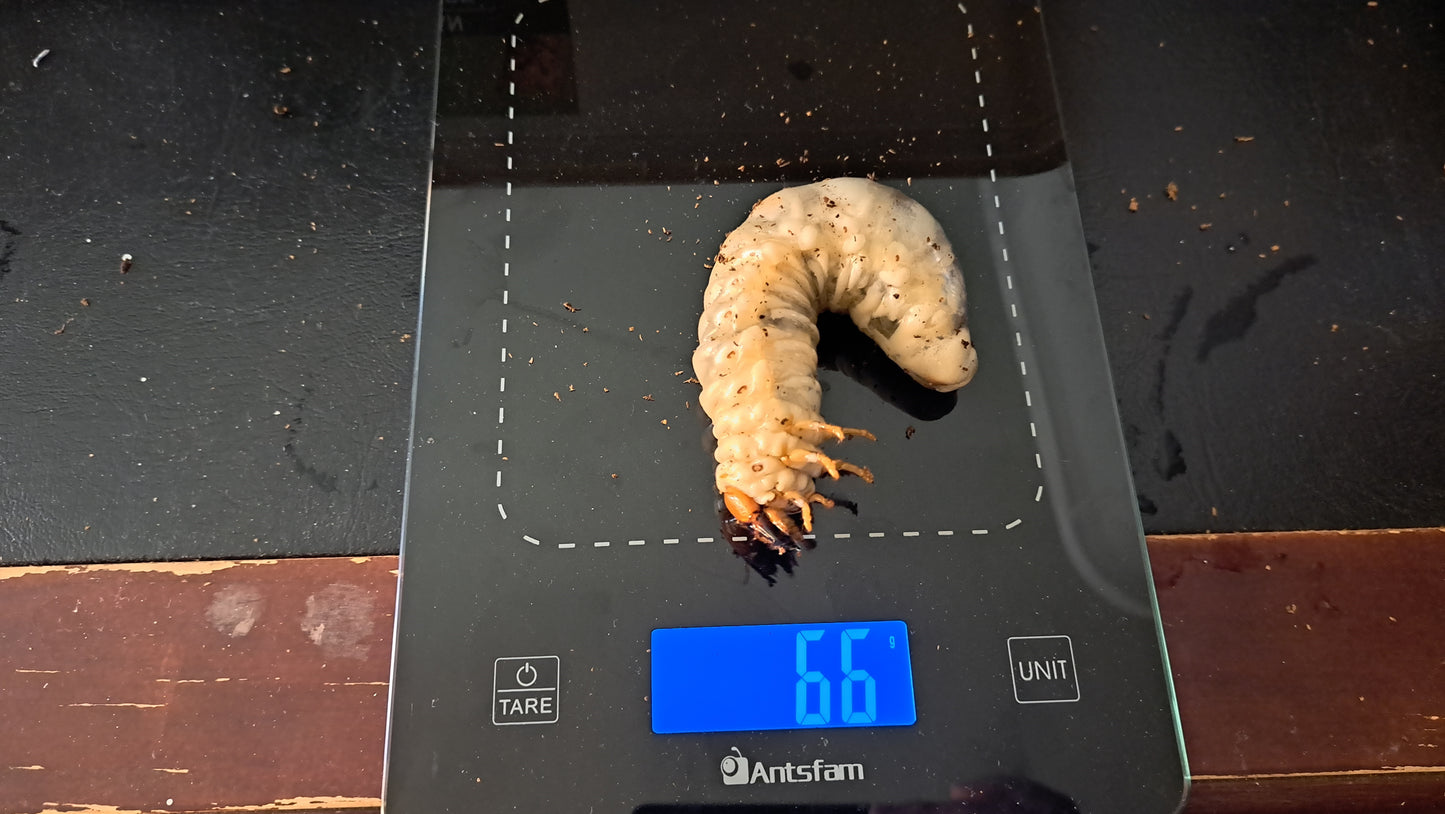 Dorcus titanus yasuokai