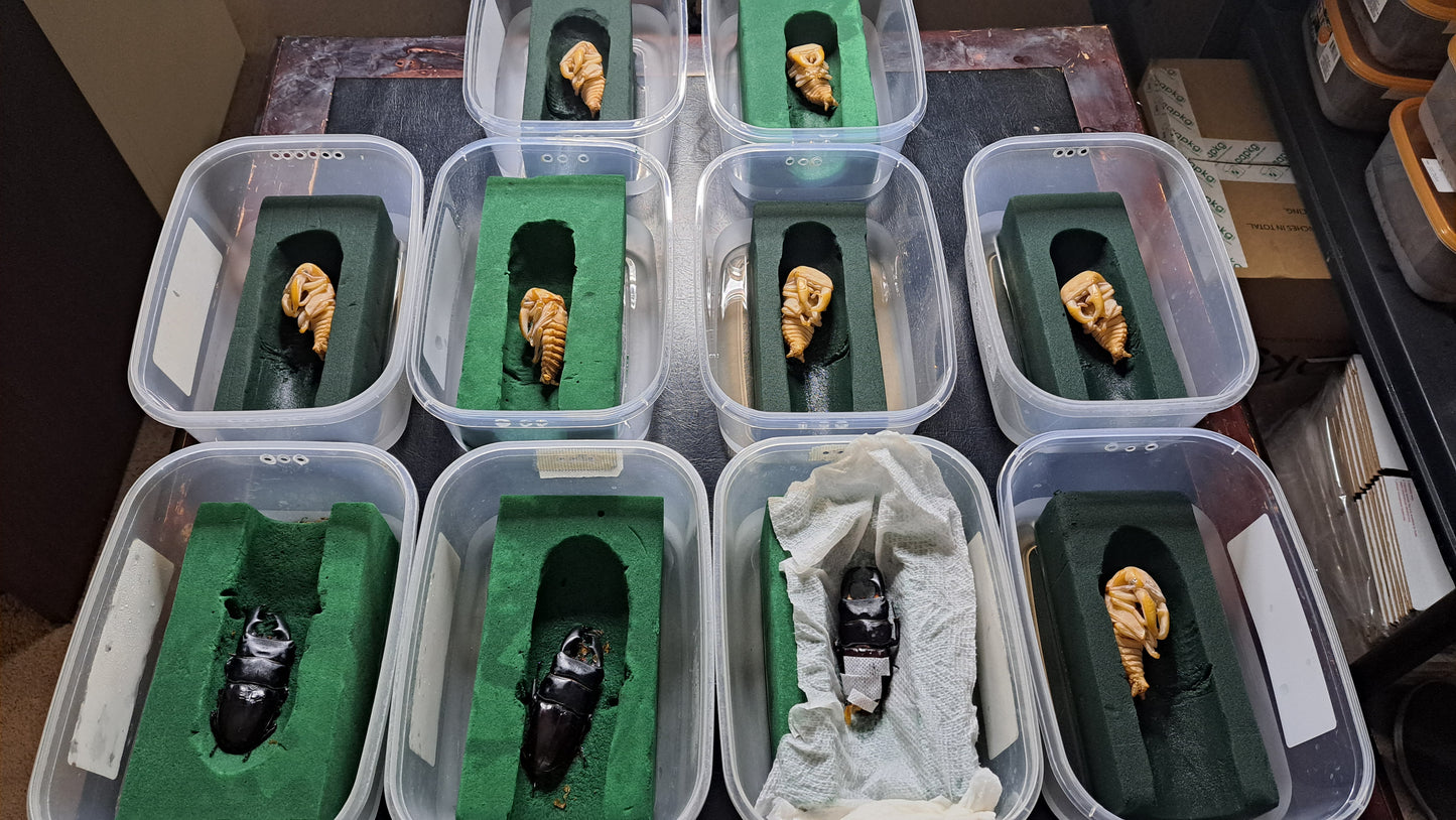 Dorcus titanus yasuokai