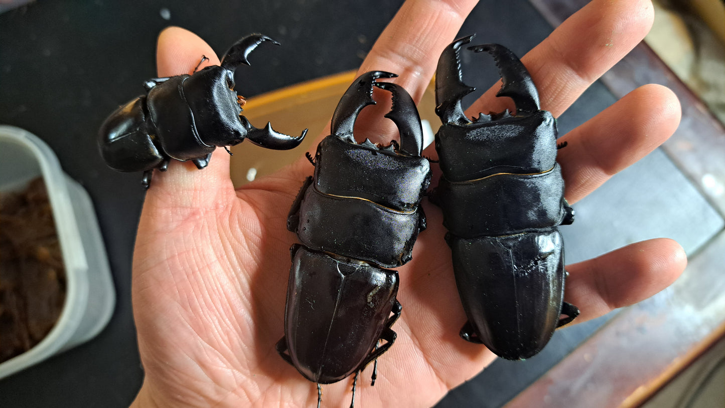 Dorcus titanus yasuokai