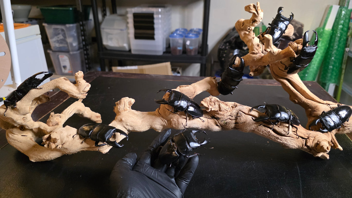 Dorcus titanus yasuokai