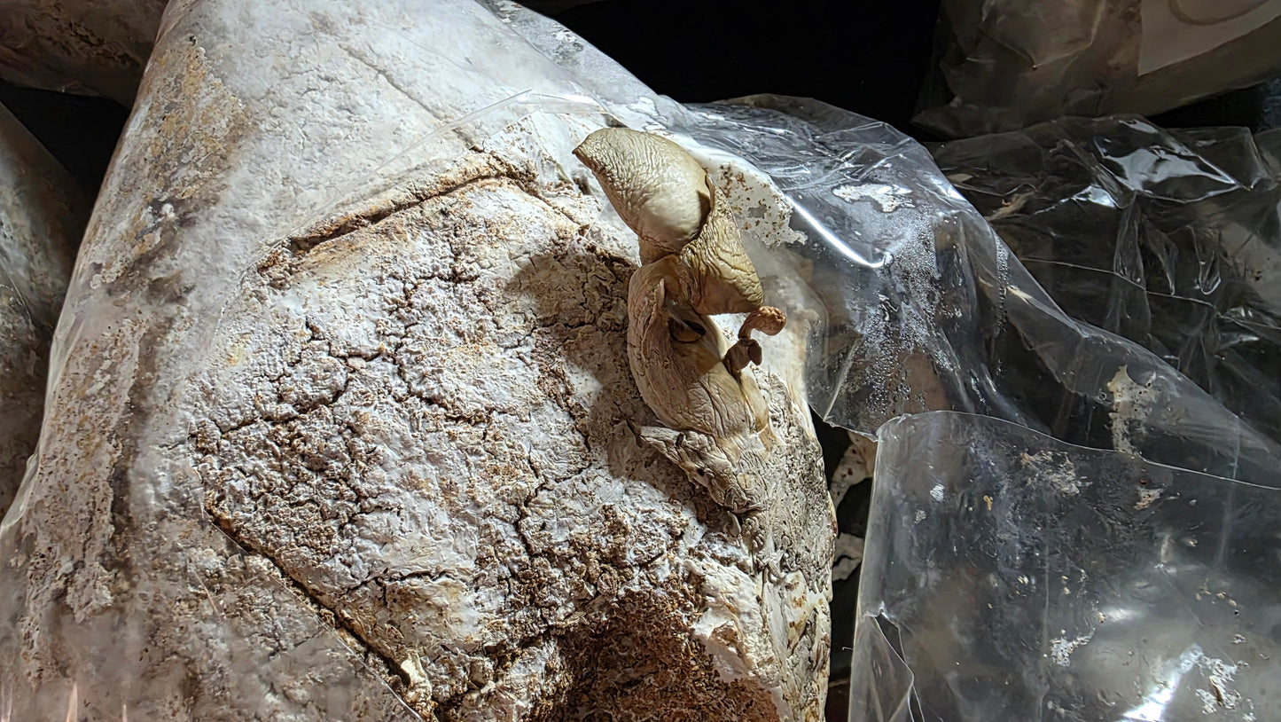 ▶ (expt ver.) LB Mushroom Flake Soil (1 gallon / Nutritionally fermented substrate)