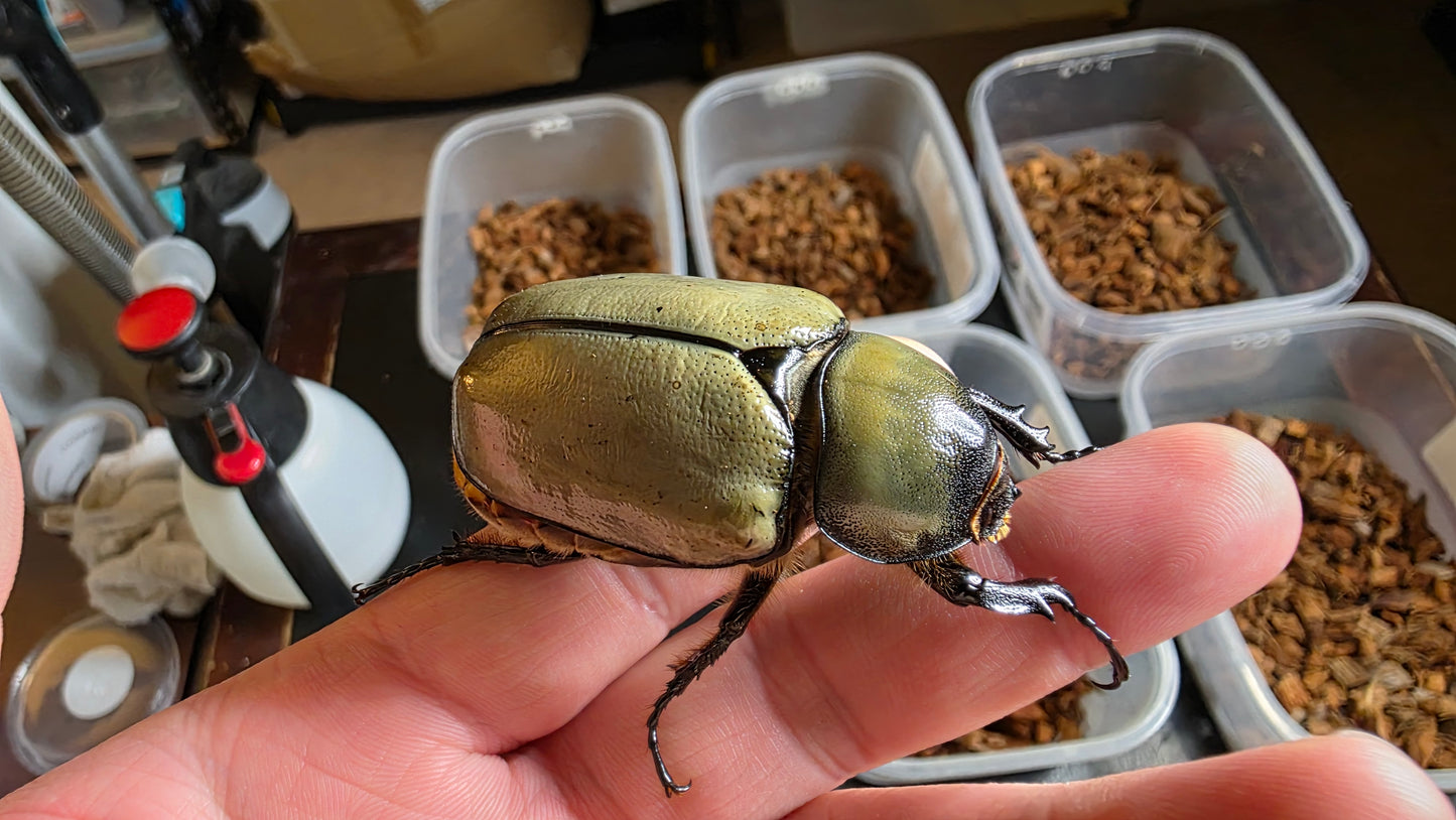 ▶ Dynastes grantii