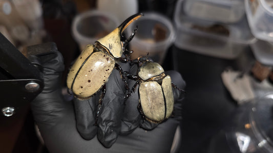 ▶ Dynastes grantii
