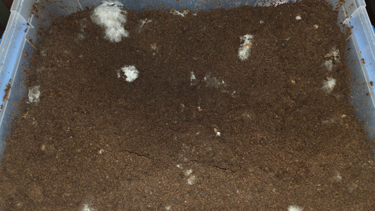 ▶ (expt ver.) LB Mushroom Flake Soil (1 gallon / Nutritionally fermented substrate)