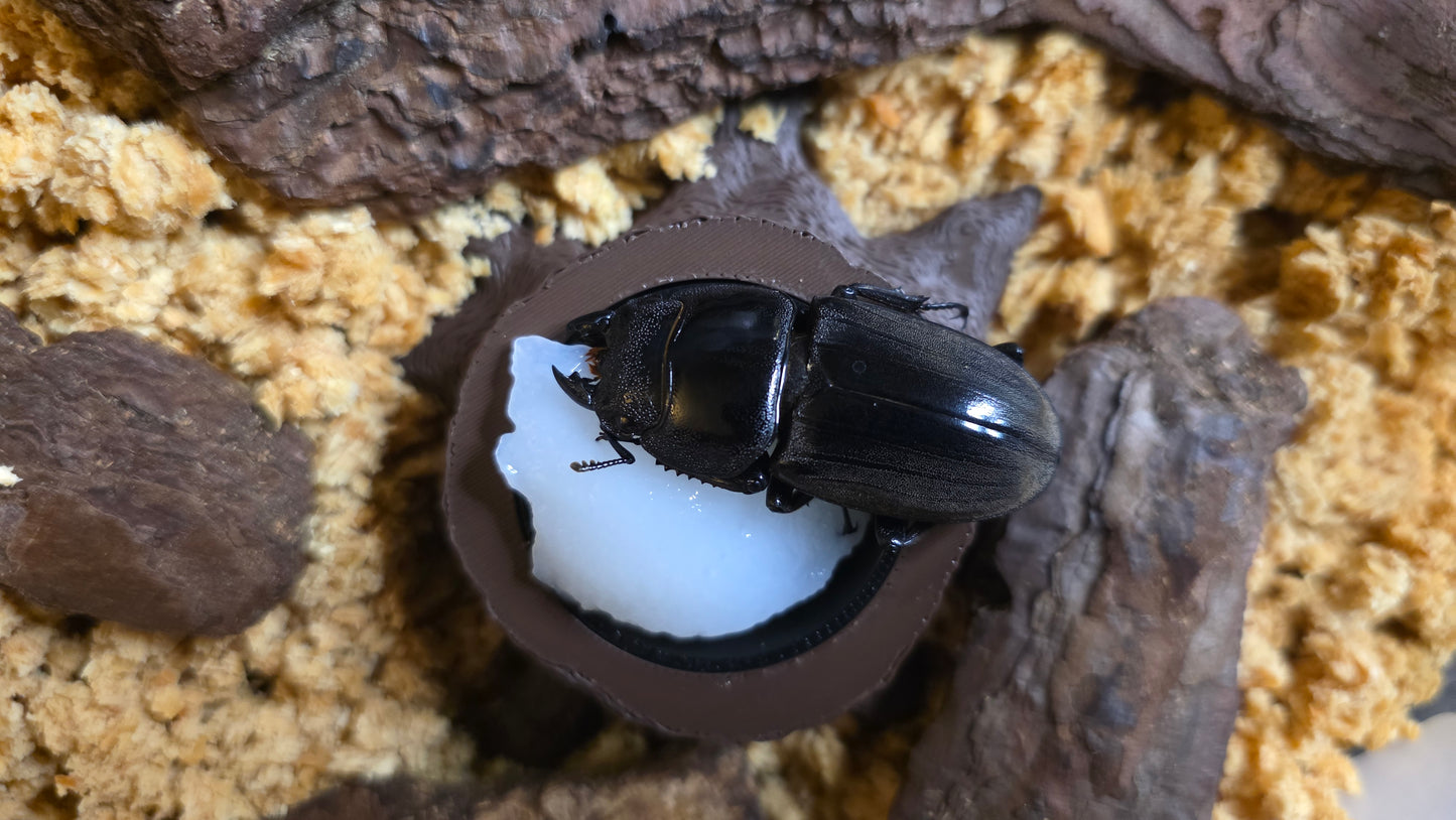 ▶ LB Jelly - Premium Beetle Food (For All Beetle types)