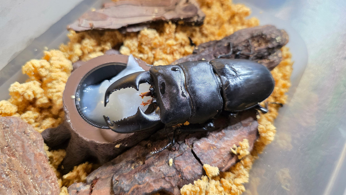 ▶ LB Jelly - Premium Beetle Food (For All Beetle types)