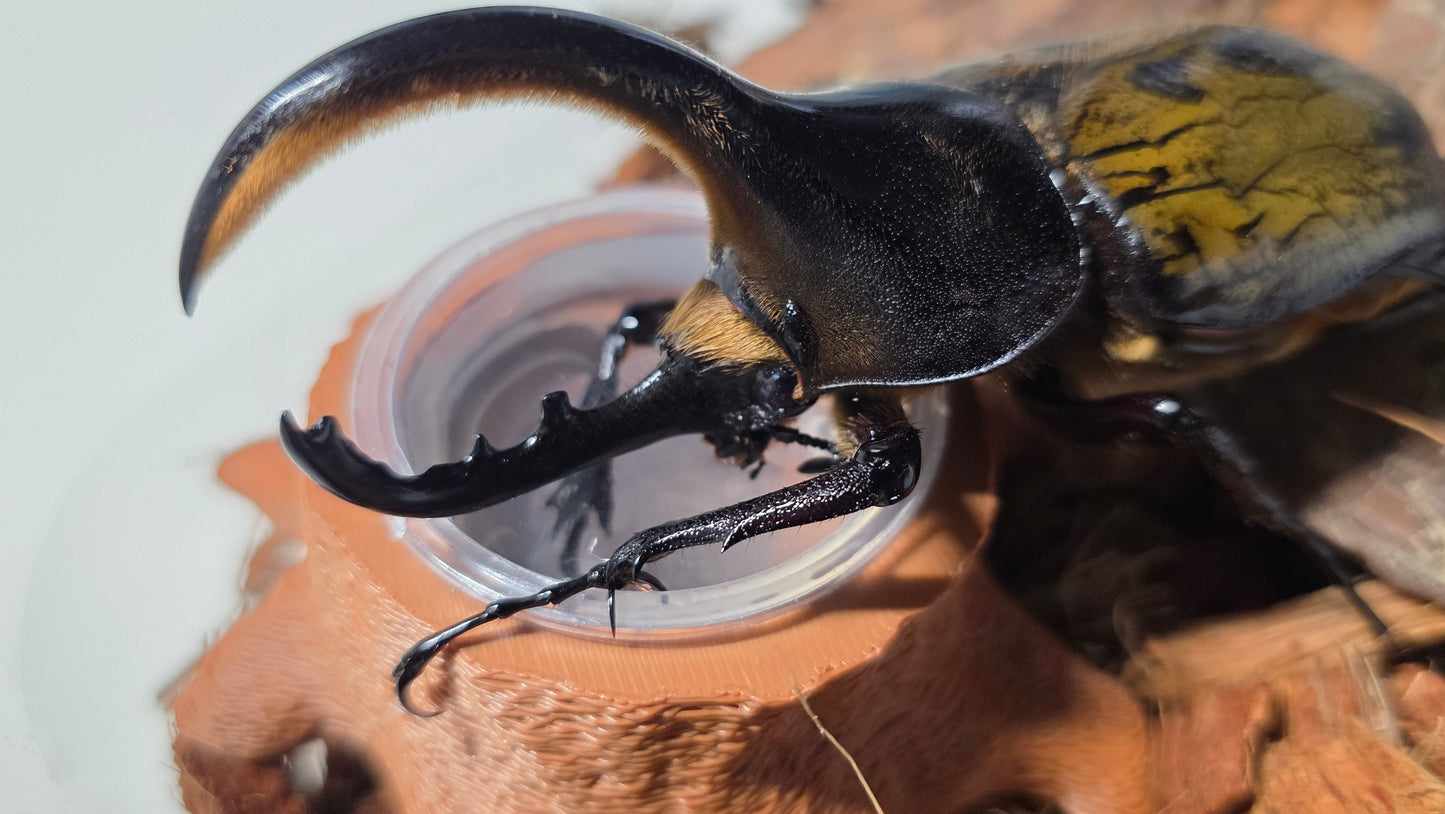 ▶ LB Gel - Premium Beetle Food (For Rhino & Flower beetle types)