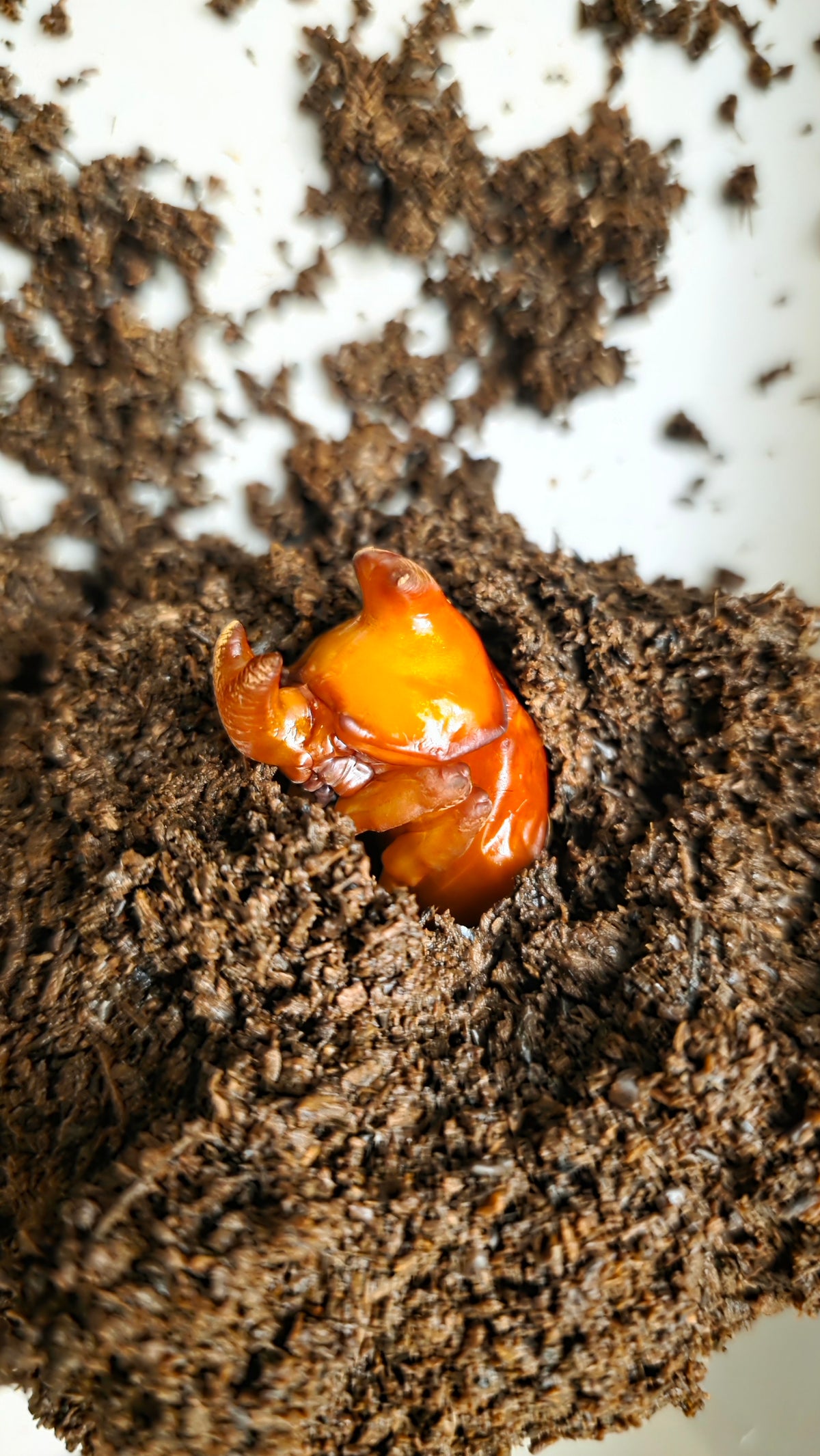 ▶ Allomyrina pfeifferi