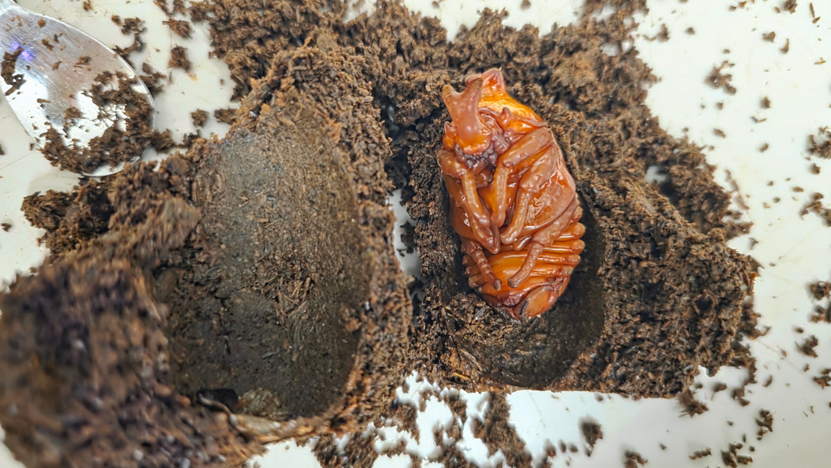 ▶ Allomyrina pfeifferi