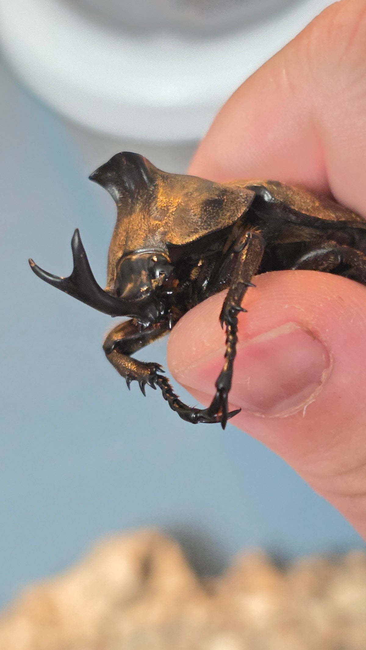 ▶ Allomyrina pfeifferi