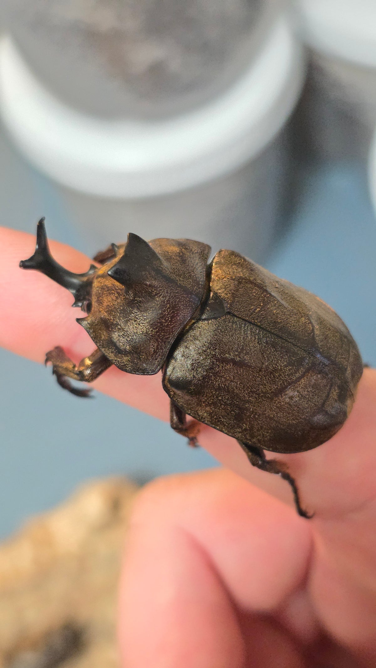 ▶ Allomyrina pfeifferi
