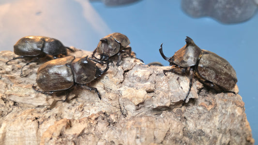 ▶ Allomyrina pfeifferi