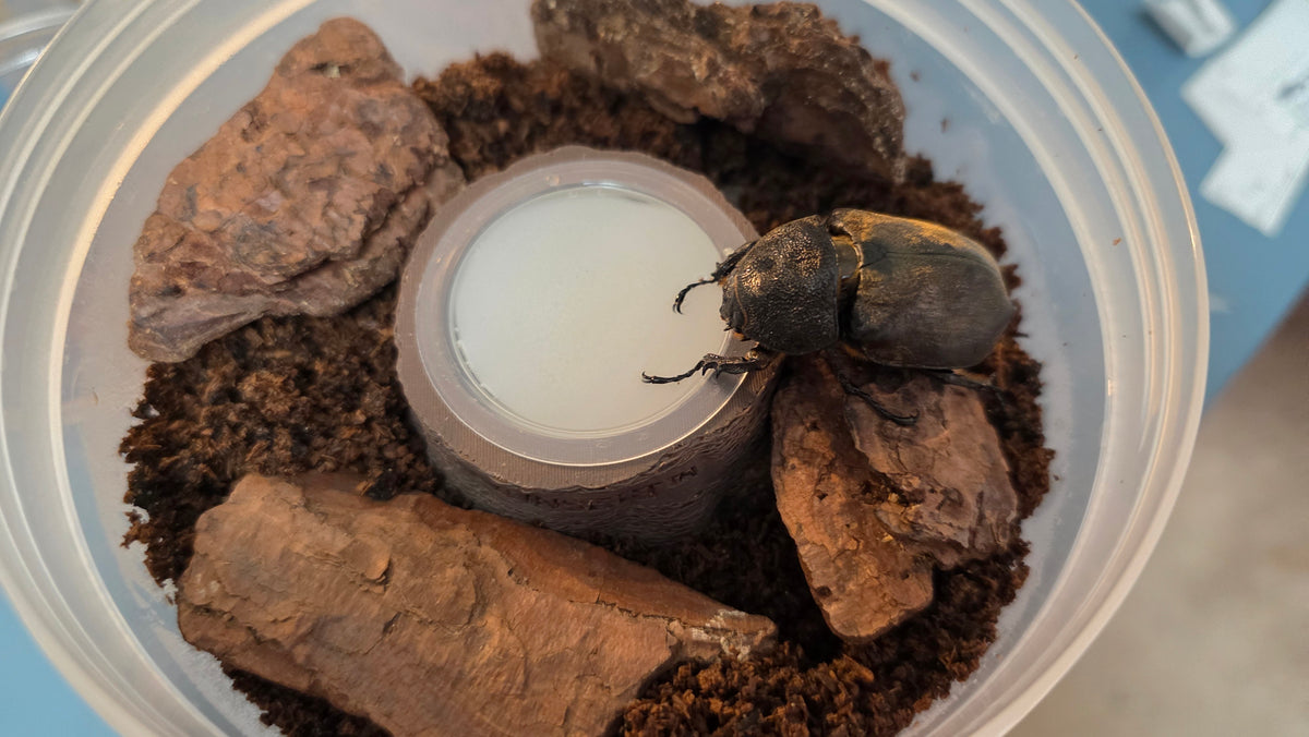 ▶ Allomyrina pfeifferi