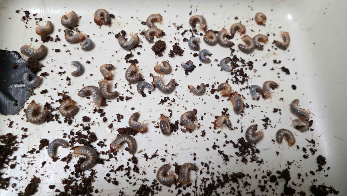 ▶ Allomyrina pfeifferi